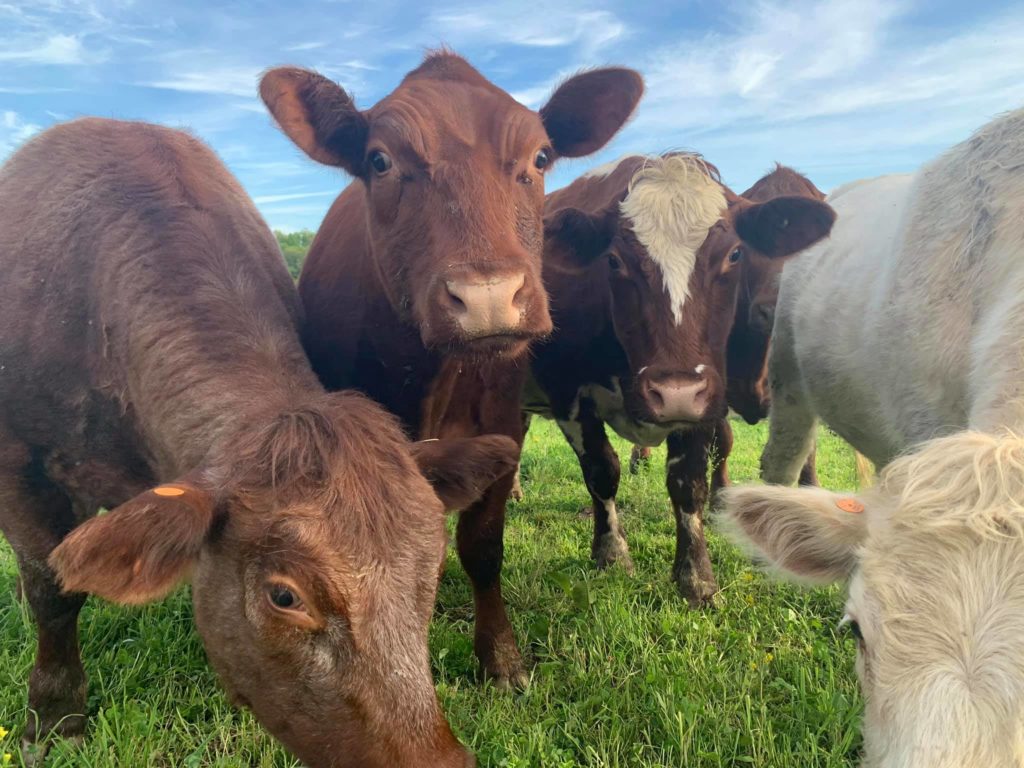 Shorthorn cattle gathered together in a pasture